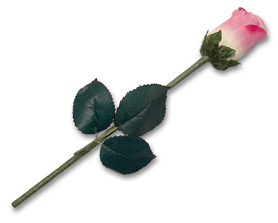 Changing Rose