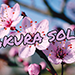 SAKURA SOLVE - Cyril Hubert and JJ Team video DOWNLOAD